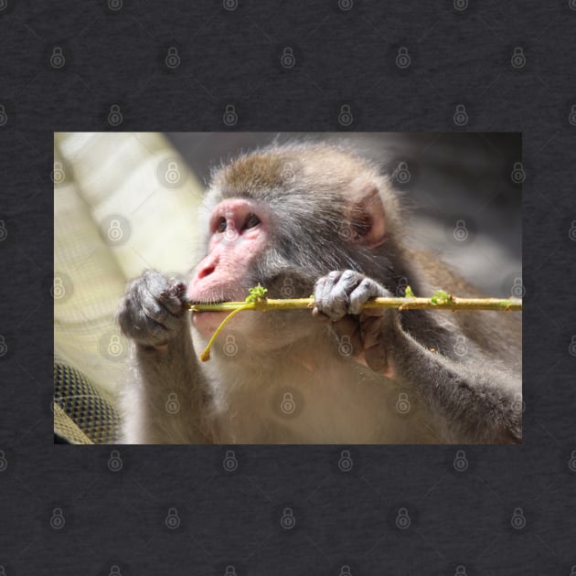 Japanese Snow Monkey by croper